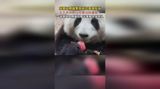 成都大熊猫基地深化保护与研究，共筑熊猫家园的坚实行动通报