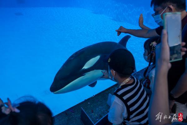 上海海洋公园虎鲸健康状况引关注疑有受伤情况