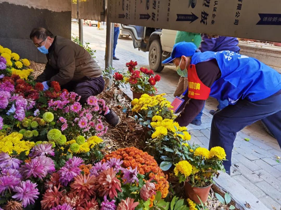 武汉金秋菊展惊现蓝色菊花，多方回应热议