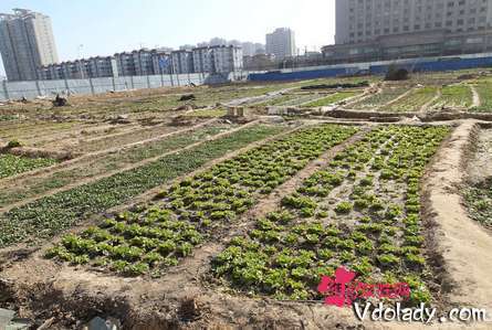 中国绿色变革，法国荒地变菜园背后的故事