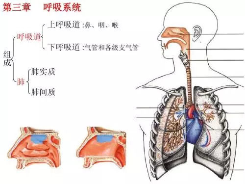 中医调理呼吸系统秘诀，维护肺部健康之道