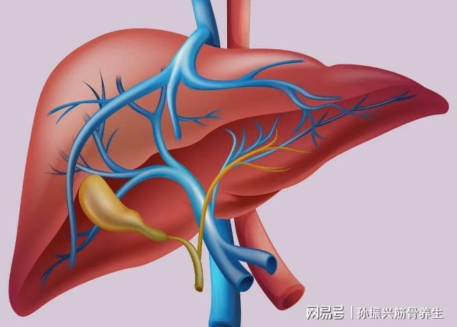 中医肝脏调理，缓解压力的理论与实践之道