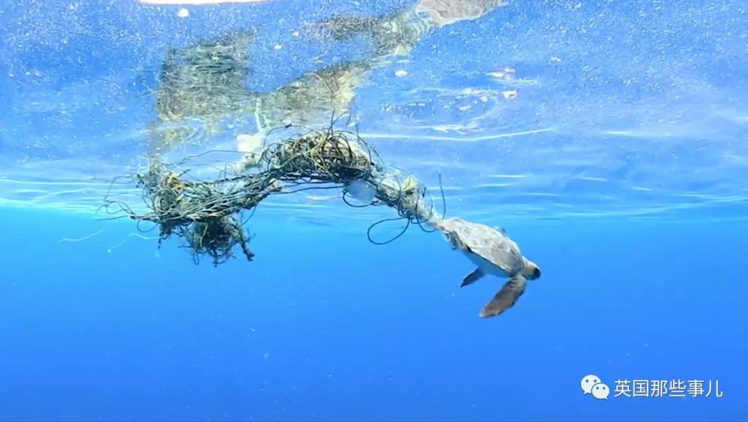 海洋生态保护法案实施，治理塑料污染，守护蓝色星球家园