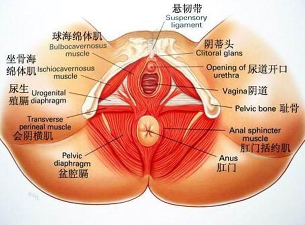 女性生殖健康与性传播疾病预防教育的重要性与建议