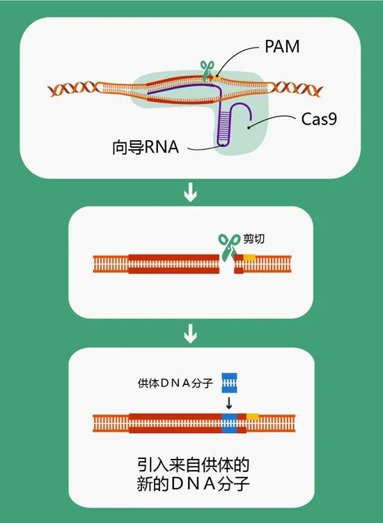 生物基因编辑技术的前景及其潜在社会影响深度解析