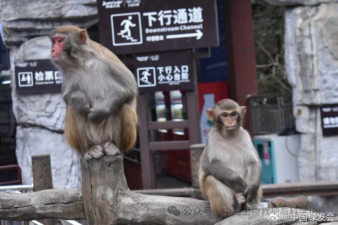 景区回应游客与野生猕猴互殴事件，反思与改进的必要之举