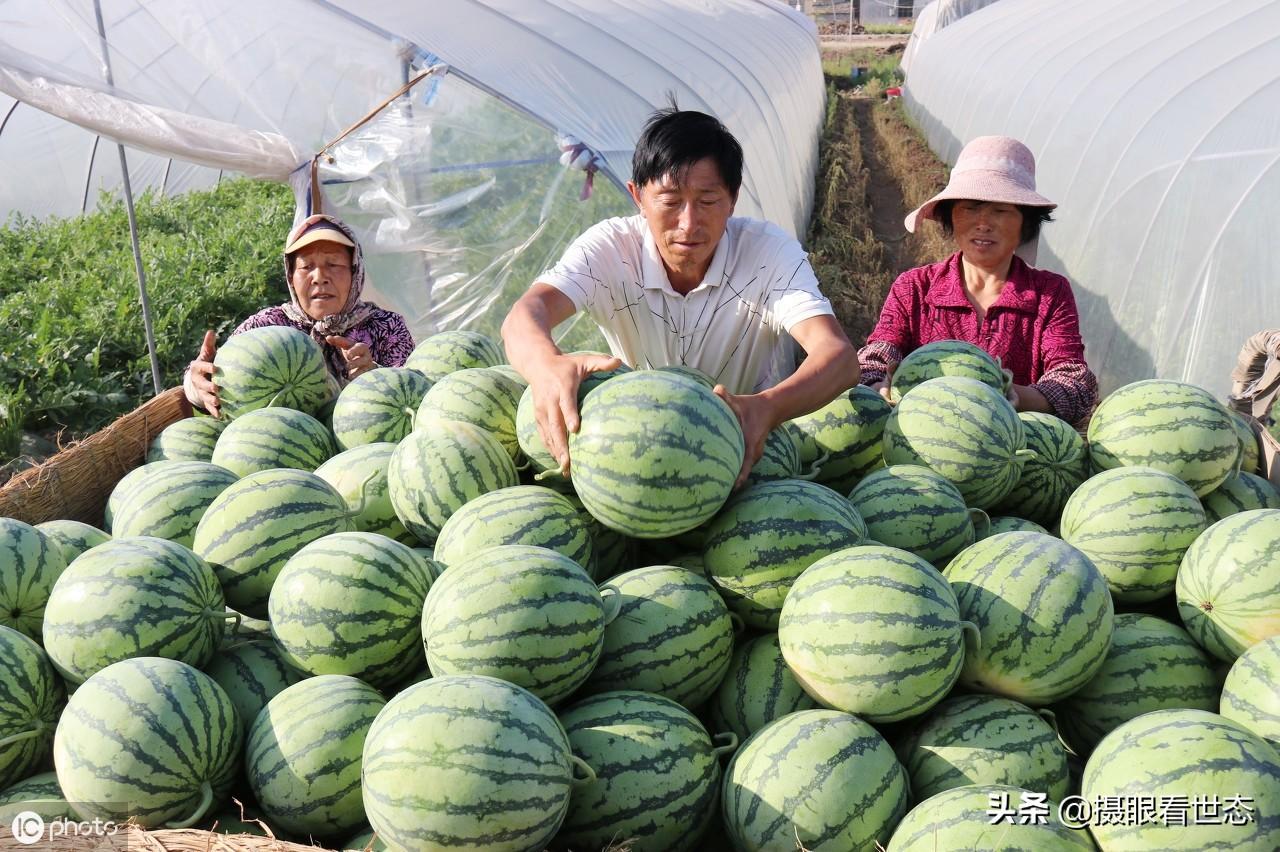 如何储存西瓜以避免水分流失——西瓜保鲜秘籍