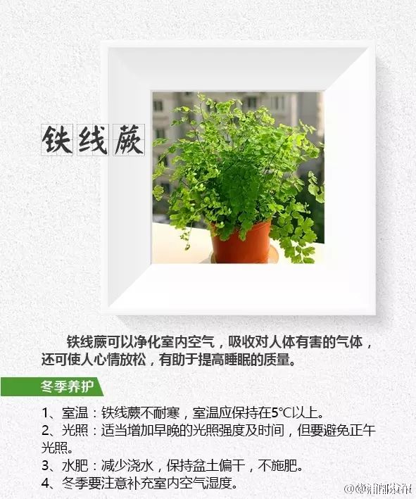 家庭种植绿色植物，净化空气，美化生活